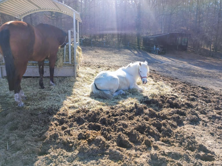 Camarguehästar Sto 7 år 148 cm Grå in Unterbaimbach