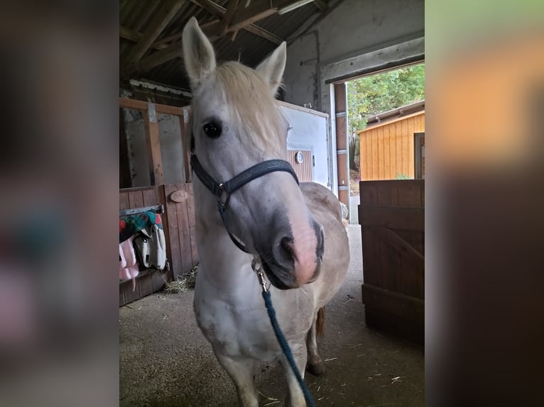 Camarguehästar Sto 7 år 148 cm Grå in Unterbaimbach