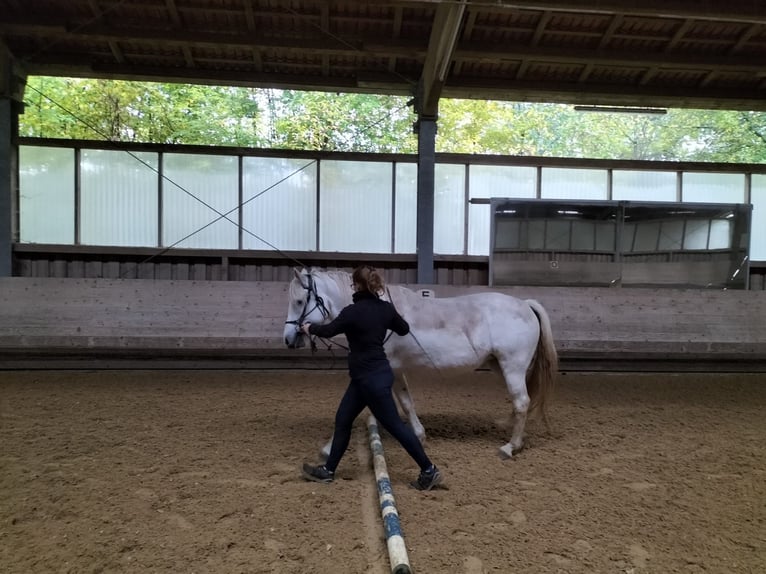 Camarguehästar Sto 7 år 148 cm Grå in Unterbaimbach