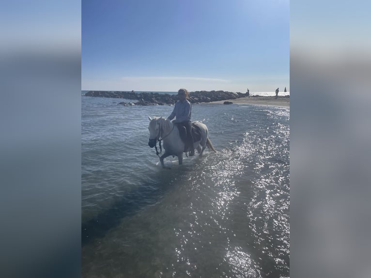 Camarguehästar Valack 5 år 135 cm Grå in Saintes-Maries-de-la-Mer