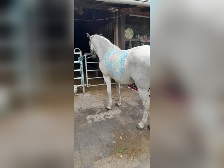 Campolina Wallach 8 Jahre 155 cm Apfelschimmel in Waldsee