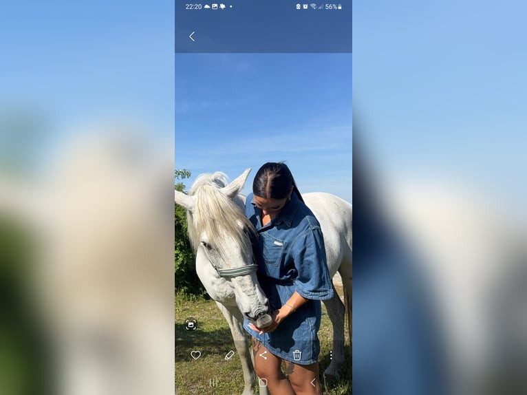 Campolina Wallach 8 Jahre 155 cm Apfelschimmel in Waldsee