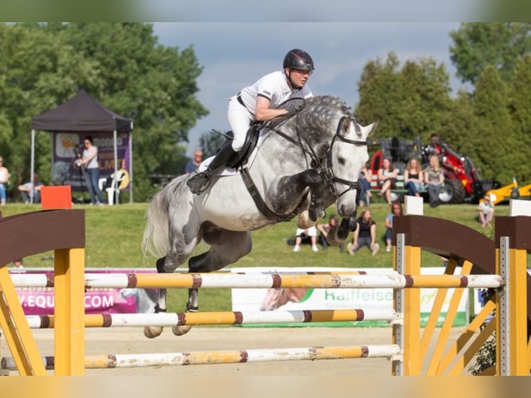 CAPISTRANO Westphalian Stallion Grey in Warendorf