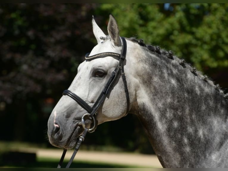 CAPISTRANO Westphalian Stallion Grey in Warendorf