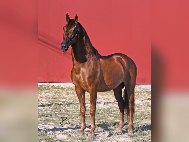 CAPITAN SUP PRE Stallion Chestnut-Red in Santa Maria de Alon - Santa Comba