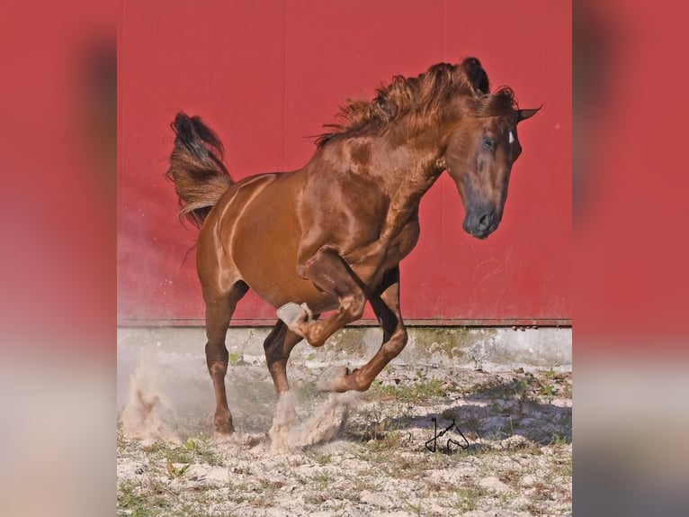 CAPITAN SUP PRE Stallion Chestnut-Red in Santa Maria de Alon - Santa Comba