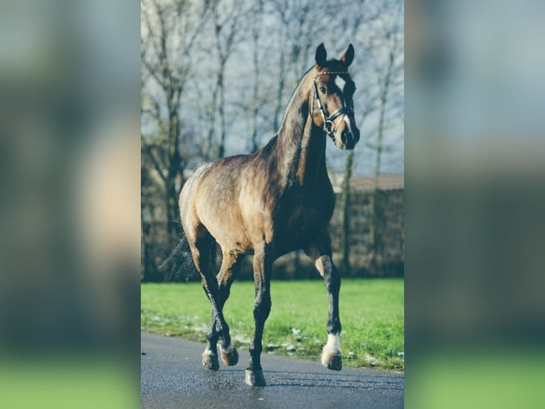 CARACAS Hannoveraan Hengst Donkerbruin in Babenhausen