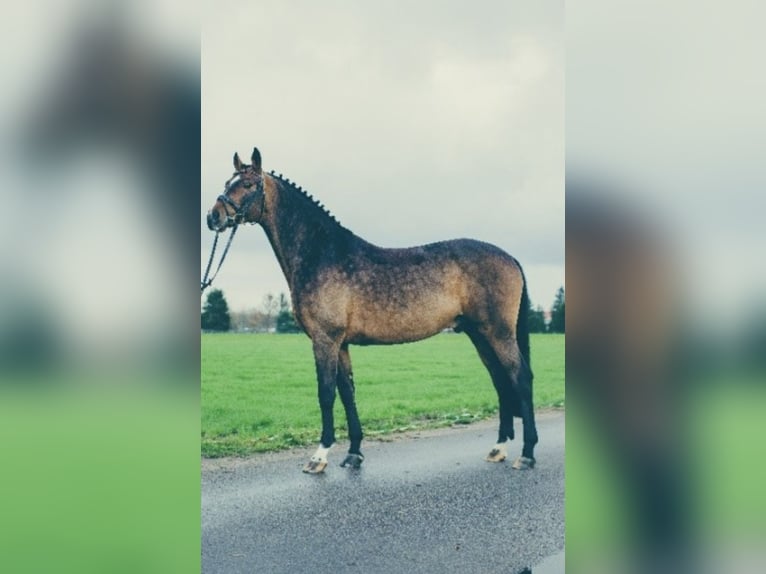 CARACAS Hannoveranare Hingst Mörkbrun in Babenhausen