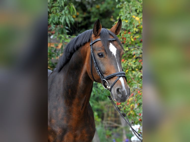 CARACAS Hannoveranare Hingst Mörkbrun in Babenhausen