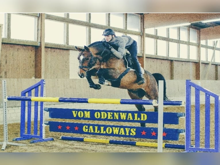 CARACAS Hannoveraner Hengst Dunkelbrauner in Babenhausen