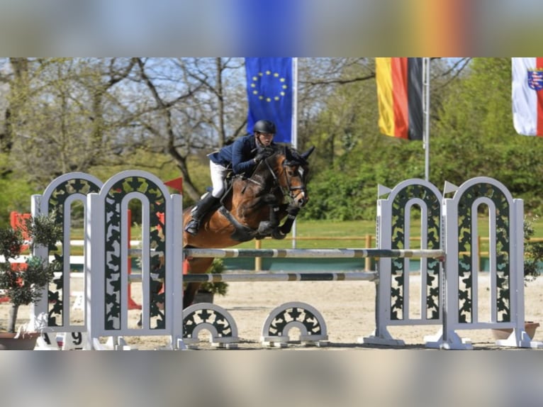 CARACAS Hanoverian Stallion in Babenhausen