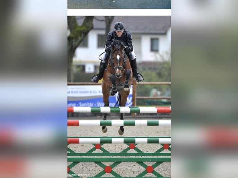 CARACAS Hanoverian Stallion in Babenhausen