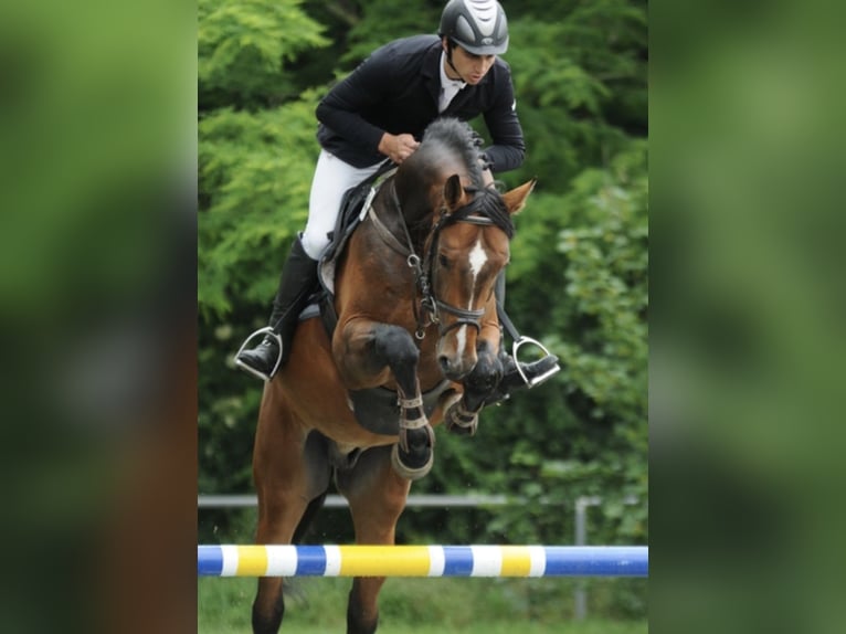 CARACAS Hanoverian Stallion in Babenhausen