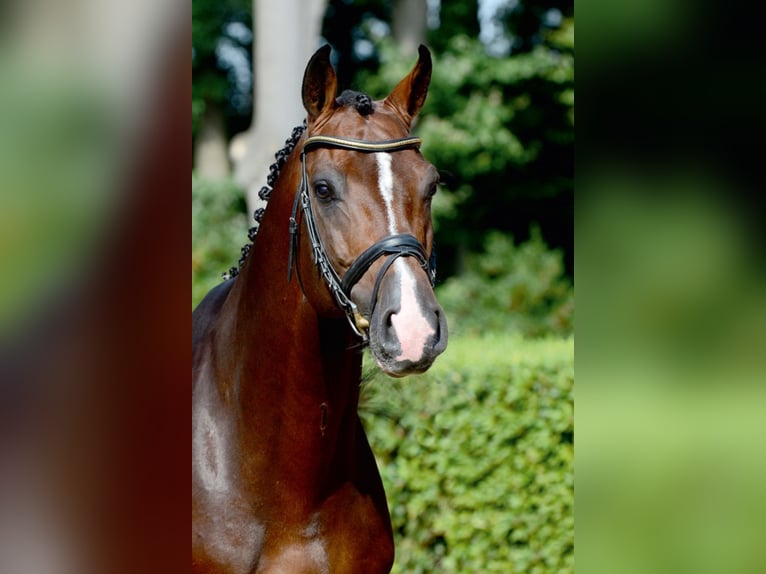 CASALLCO Holstein Stallone Baio in Steinfeld (Oldenburg)