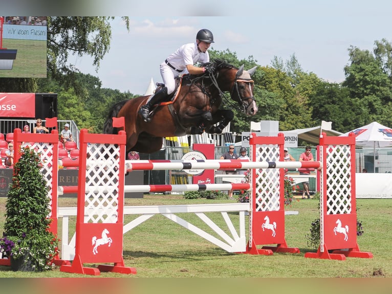 CASALLCO Holstein Stallone Baio in Steinfeld (Oldenburg)