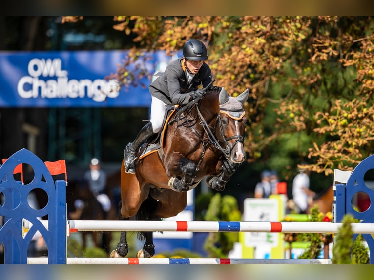 CASALLCO Holstein Stallone Baio in Steinfeld (Oldenburg)