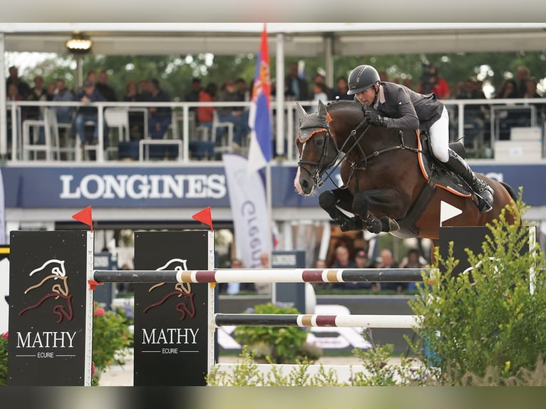 CASALLCO Holstein Stallone Baio in Steinfeld (Oldenburg)