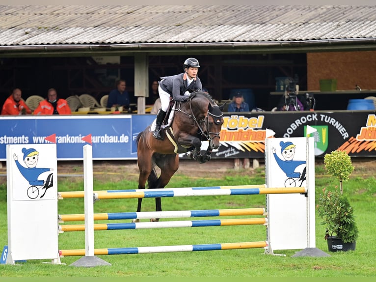 CASALOU PS Oldenburger Springpaard Hengst Bruin in Steinfeld (Oldenburg)