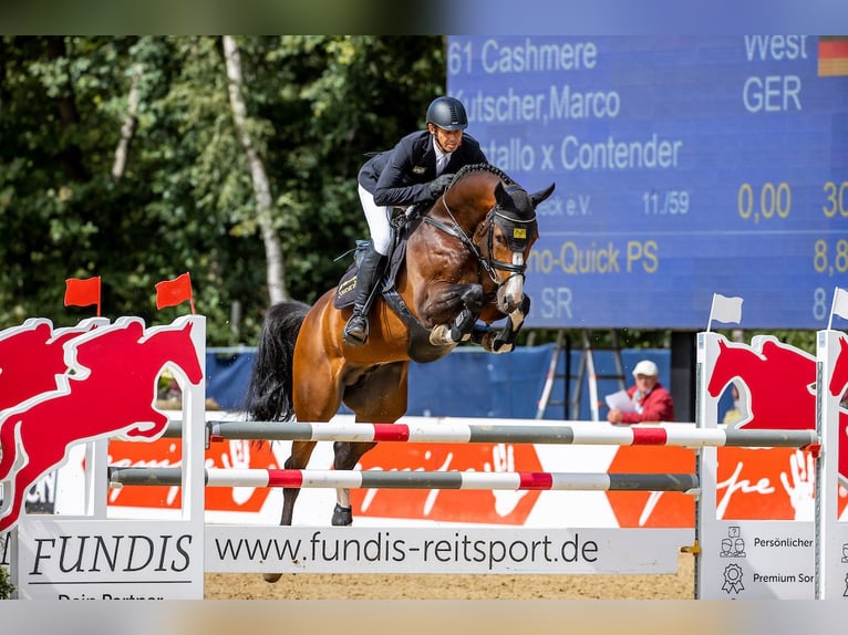 CASHMERE Westfale Hengst in Werder