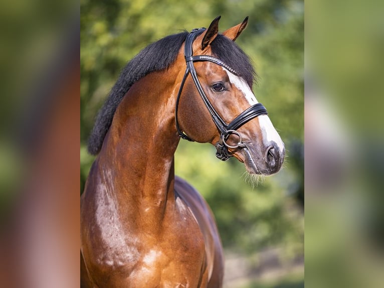 CASHMERE Westphalian Stallion in Werder