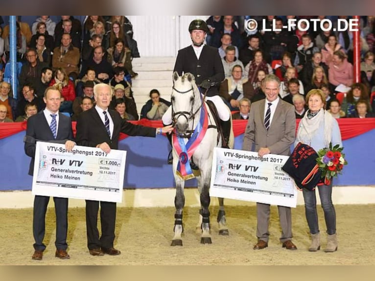 CASINO BERLIN Koń oldenburski Ogier Siwa in Lemwerder