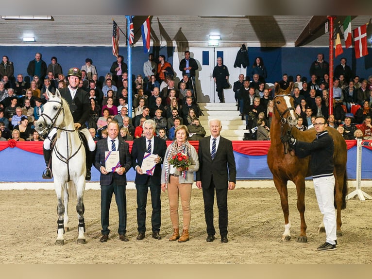 CASINO BERLIN Koń oldenburski Ogier Siwa in Lemwerder