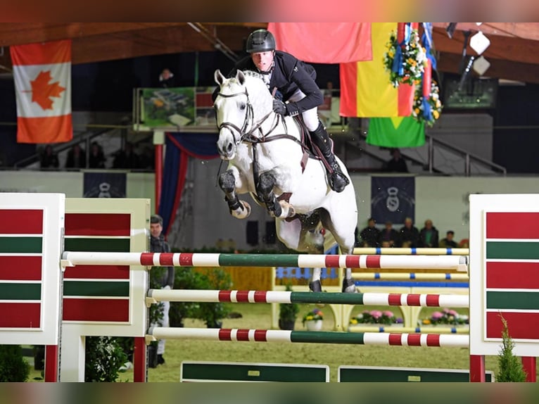 CASINO BERLIN Oldenburg Stallion Grey in Lemwerder