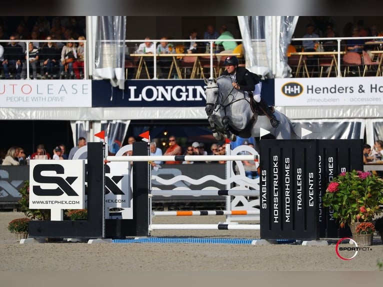 CASINO BERLIN Oldenburg Stallion Grey in Lemwerder