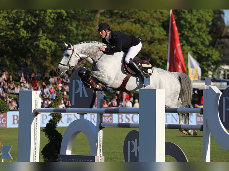 CASINO BERLIN Oldenburg Stallion Grey in Lemwerder