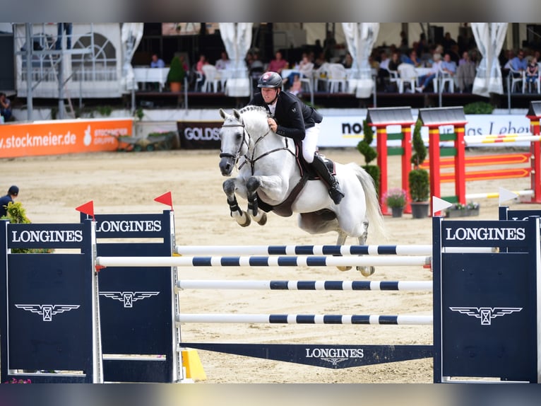 CASINO BERLIN Oldenburg Stallion Grey in Lemwerder