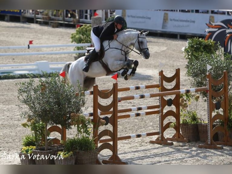 CASINO BERLIN Oldenburg Stallion Grey in Lemwerder