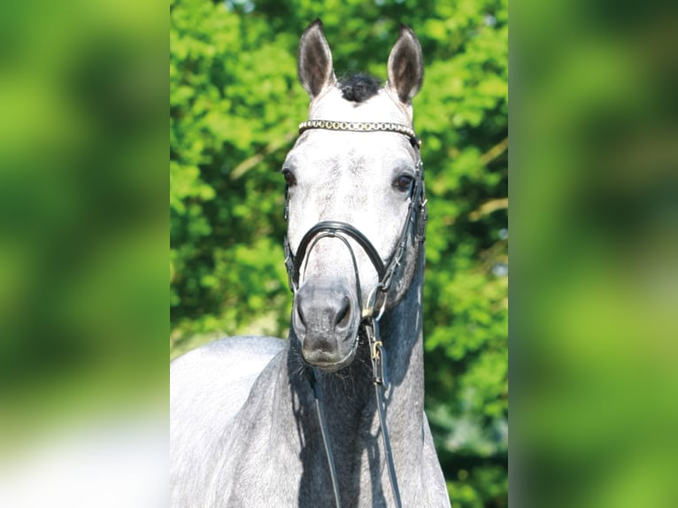 CASINO BERLIN Oldenburg Stallion Grey in Lemwerder