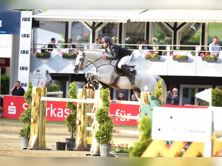 CASINO BERLIN Oldenburg Stallion Grey in Lemwerder