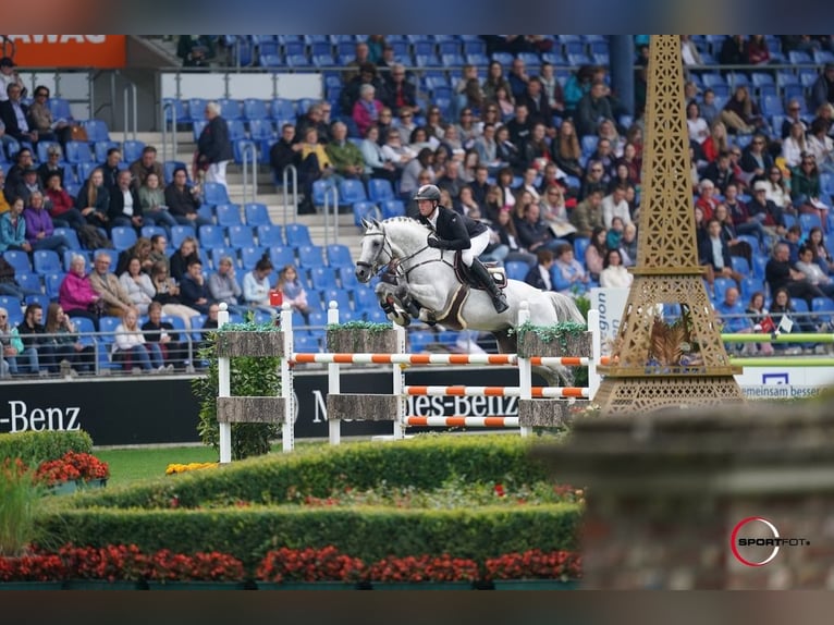 CASINO BERLIN Oldenburg Stallion Grey in Lemwerder