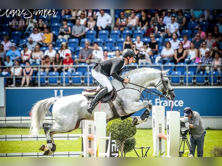 CASINO BERLIN Oldenburg Stallion Grey in Lemwerder