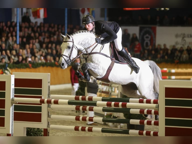 CASINO BERLIN Oldenburg Stallion Grey in Lemwerder