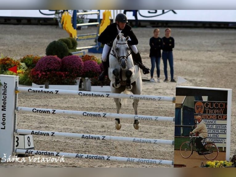 CASINO BERLIN Oldenburg Stallion Grey in Lemwerder