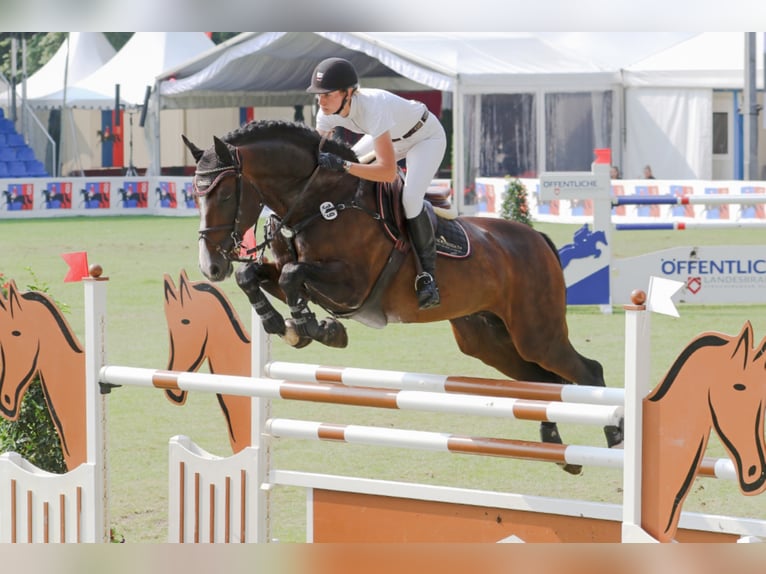 CASIRO I Holstein Stallion Brown in Lemwerder