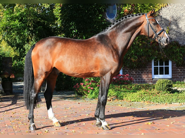 CASIRO I Holstein Stallion Brown in Lemwerder