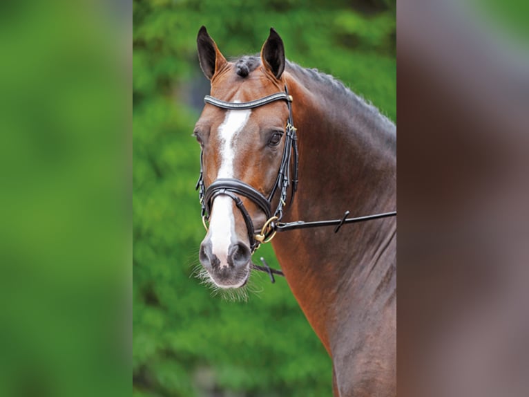 CASIRO I Holstein Stallion Brown in Lemwerder