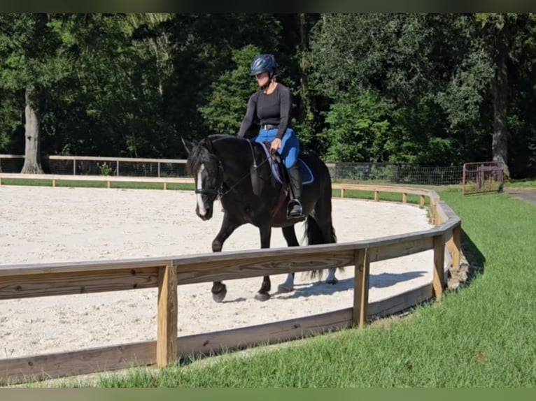 Caspian Horse Gelding 14 years Black in Ocala FL