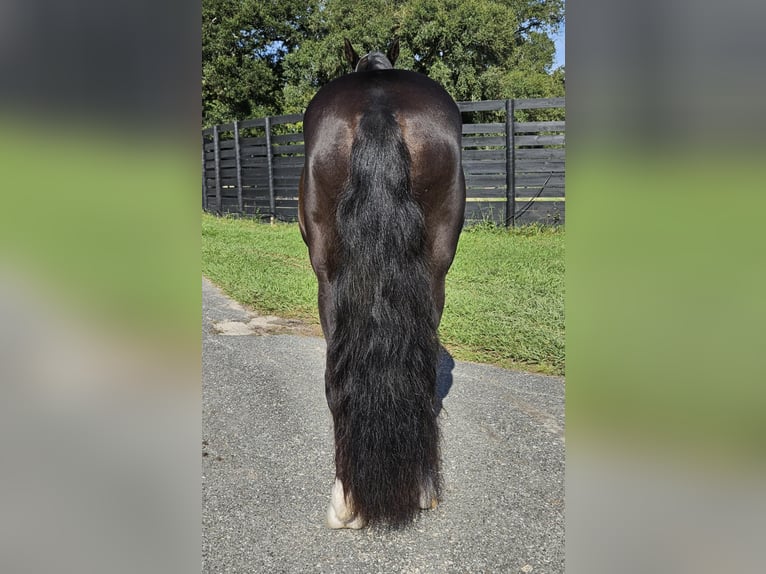 Caspian Horse Gelding 14 years Black in Ocala FL