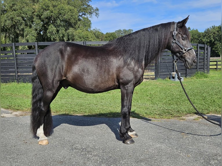 Caspian Horse Gelding 14 years Black in Ocala FL