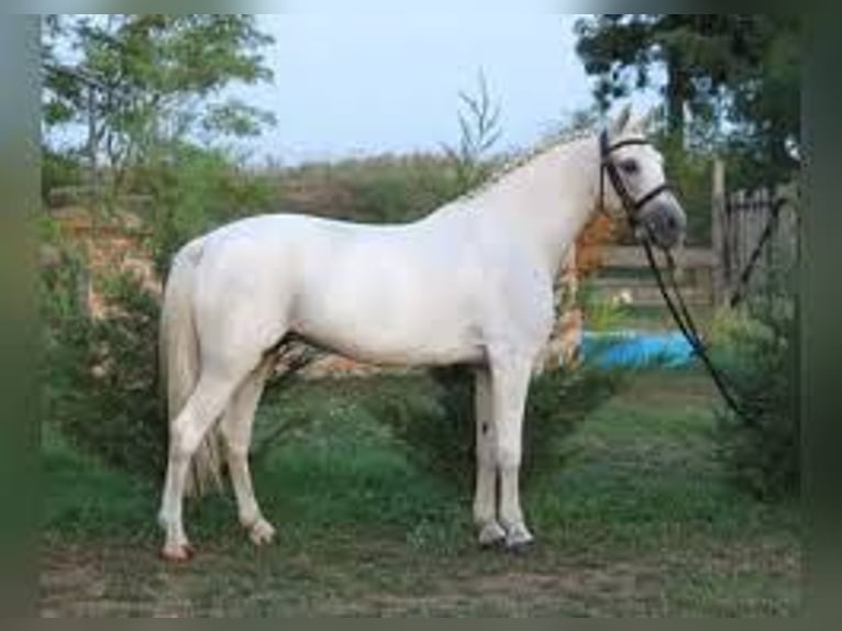 Caspian Horse Gelding 7 years in Madrid
