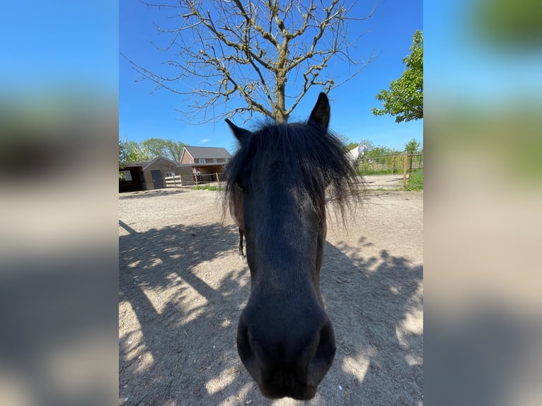 Caspian Horse Gelding 8 years 11,1 hh Black in Heeze