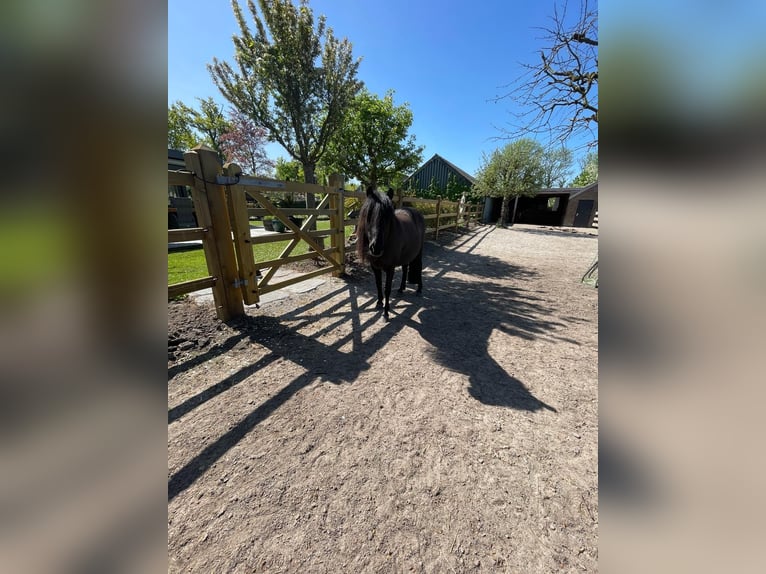 Caspian Horse Gelding 8 years 11,1 hh Black in Heeze