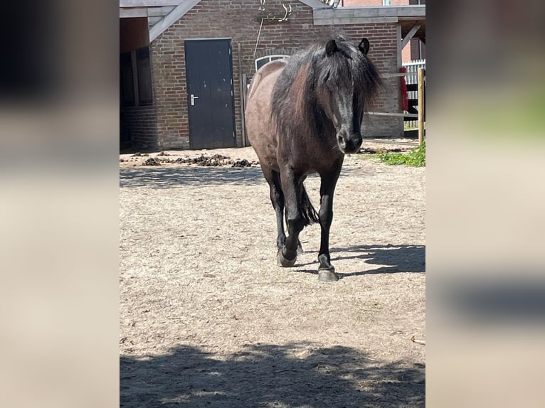 Caspian Horse Gelding 8 years 11,1 hh Black in Heeze