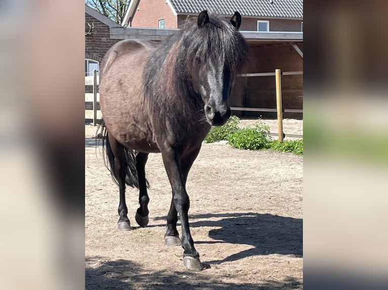 Caspian Horse Gelding 8 years 11,1 hh Black in Heeze