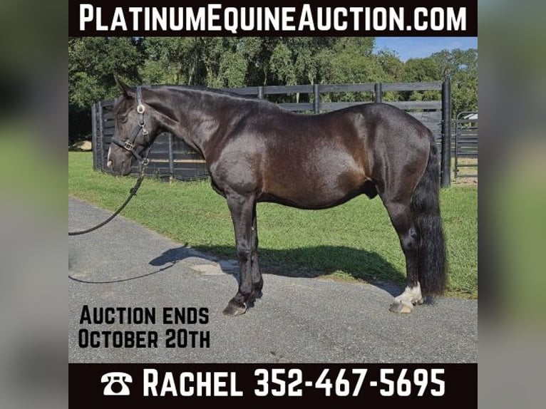 Caspien Hongre 16 Ans Noir in Ocala FL