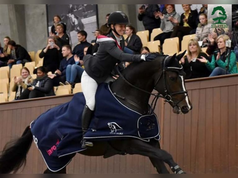CASSADO ASK Danish Warmblood Stallion in Martofte